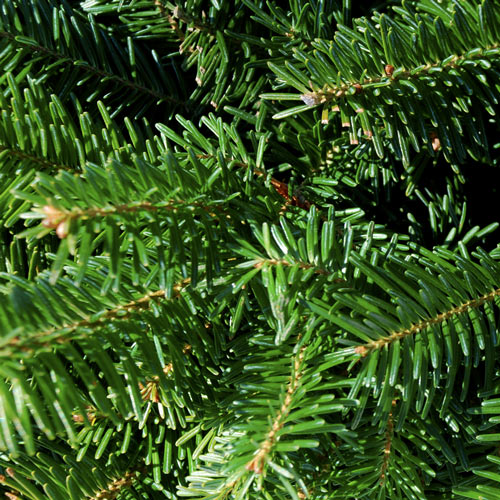 Fraser Fir Christmas Tree Needles
